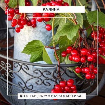 Целебная ягода калина🌱